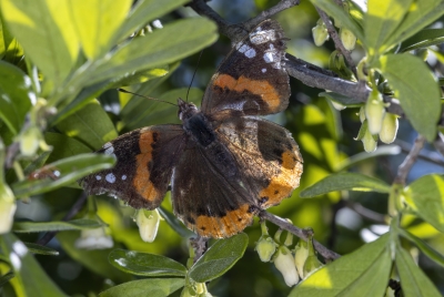 Red Admiral Butterfly